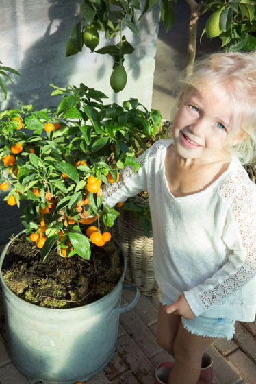 royal-lemkes-little-girl-tangerines-374x560